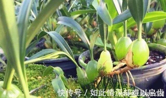 小物|遇到这种寄生“果上叶”,可别再砍掉了,加青苔做盆景,比石斛美!