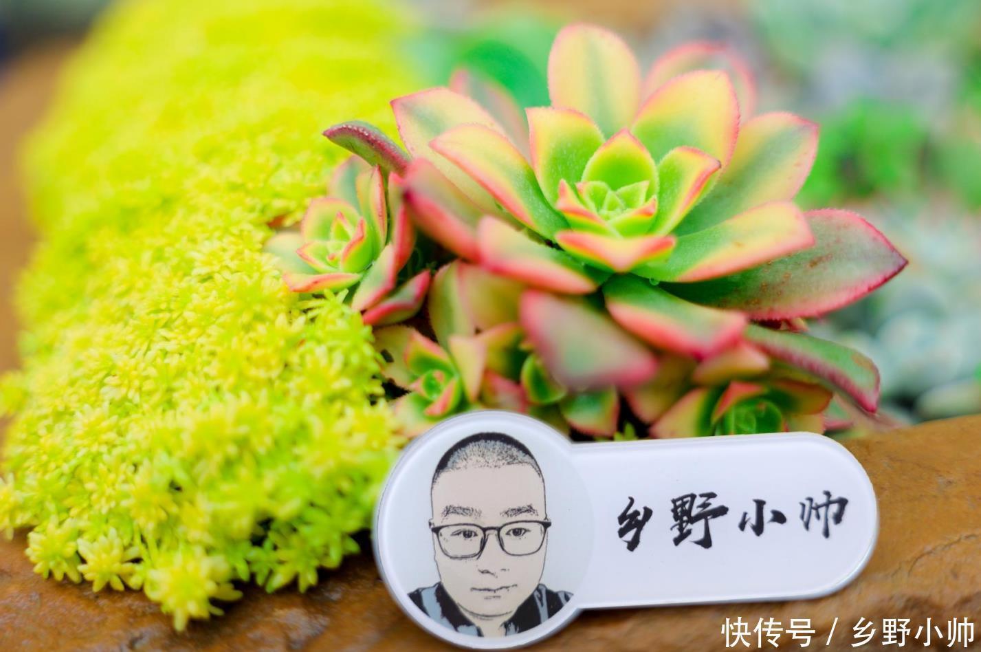 寓意|这几种多肉不仅呆萌可爱,而且寓意美好,养了它让你好运满满