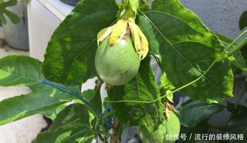 超市|超市30一斤的水果,在家一粒籽就可以盆栽,真是长见识了