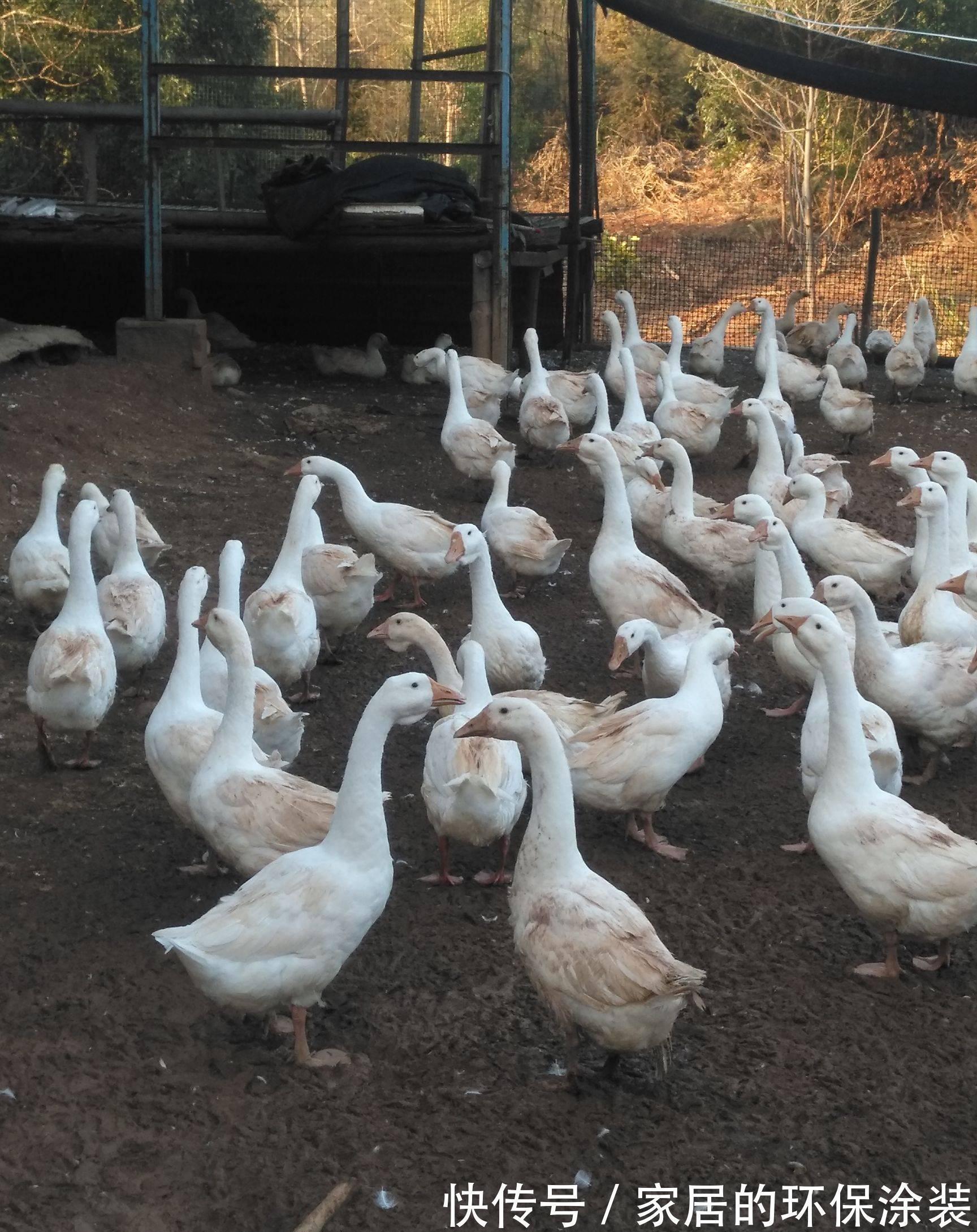 增广贤文$农村俗话:与人不和劝人养鹅,真相却让人无语