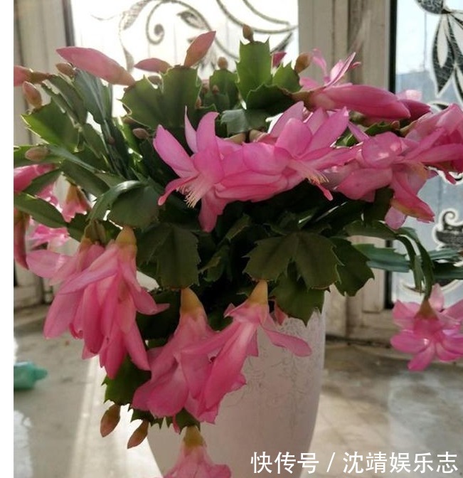 蟹爪兰|蟹爪兰修剪有“3期”，把好关，花苞多，开花非常旺盛