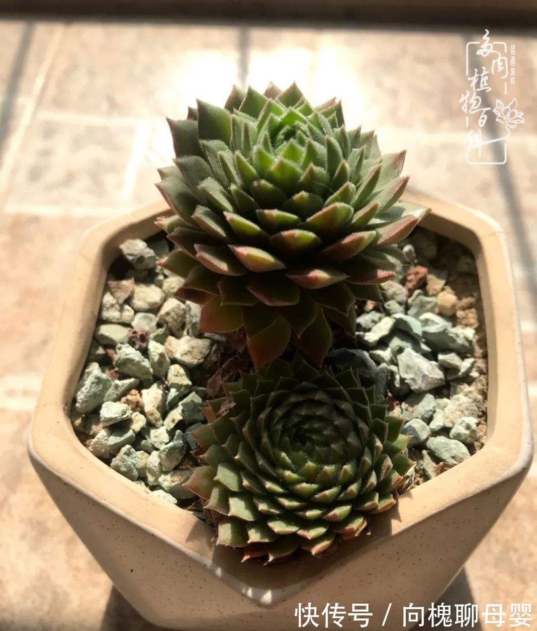 一种爱好就是一种境界,养花养多肉可以培养一个人的心境!