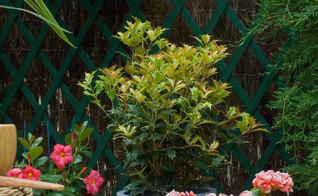 金桂|几种植物全身“飘香”,香味经久不散,家里摆上一盆,生活更舒适