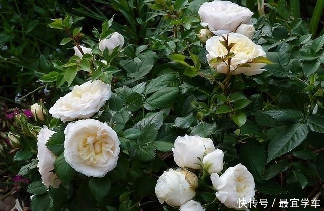 25款庭院月季推荐。助你打造五彩缤纷的庭院,丰花好养还能盆栽