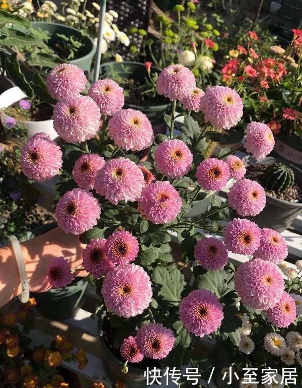 新宠|小米菊,阳台盆栽“新宠”,观赏价值高,多季节开花,养护也不难