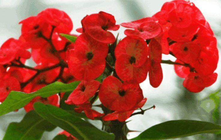 长寿花|适合养在阳台的花，花大色艳真漂亮，谁养谁上瘾