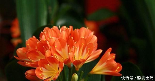 君子兰生长缓慢做好这几点,让其蹭蹭长不停