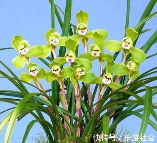 四叶参|农村一植物，人称“四叶参”，和人参齐名，价值珍贵，遇到要珍惜