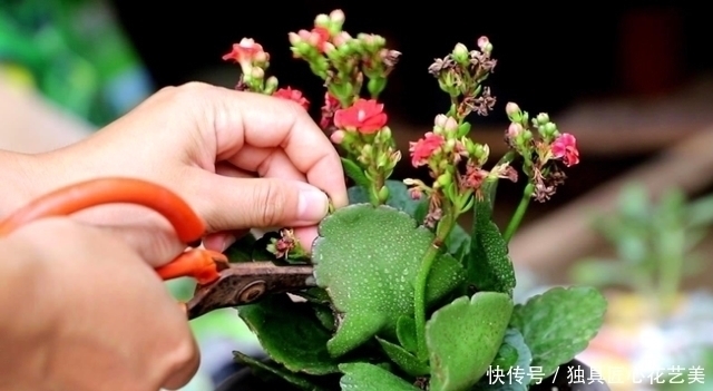 修剪|4种常见的漂亮花，花后别“偷懒”，赶紧剪一剪，接着花开又一茬