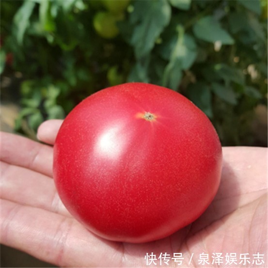 常吃西红柿，会收到三个好处，是生吃西红柿营养还是煮熟营养呢