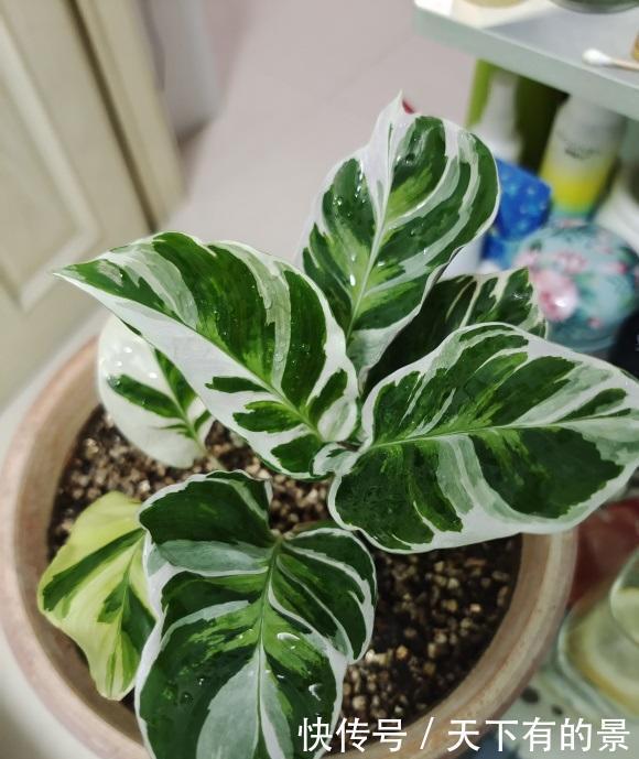 观叶绿植“竹芋”,明星绿植,很受欢迎,当年年轻人必养植物