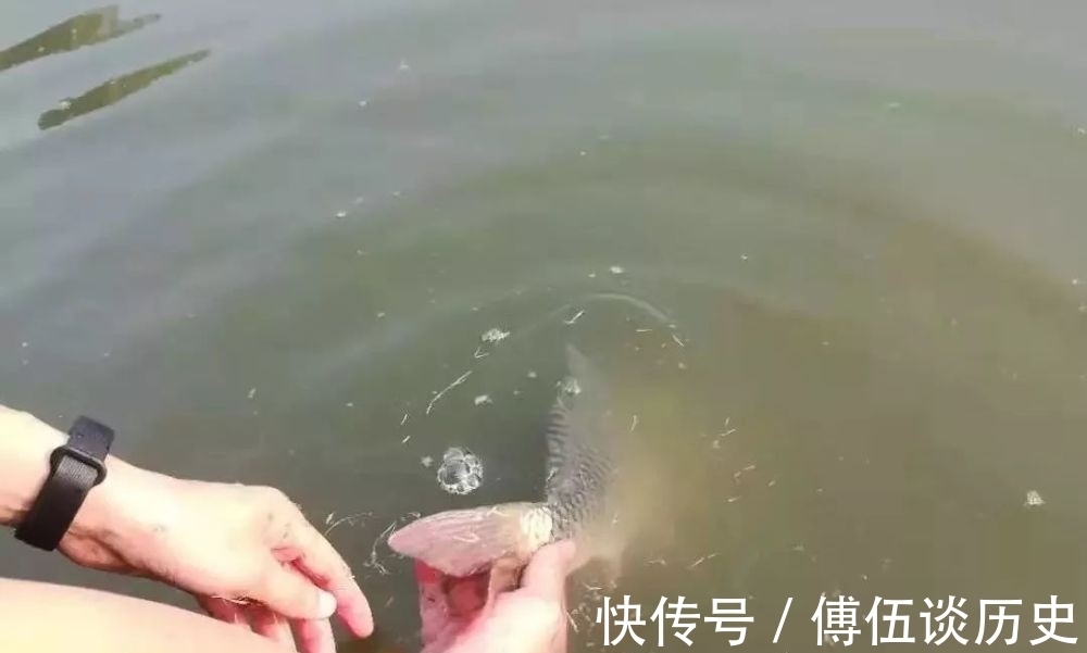 鱼情|黑坑作钓,鱼不开口,怎么办?