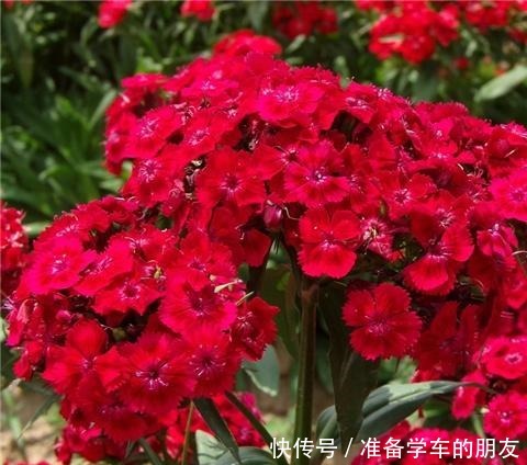 阳台养1种花,开花大半年,一开就成球,变成小花海!