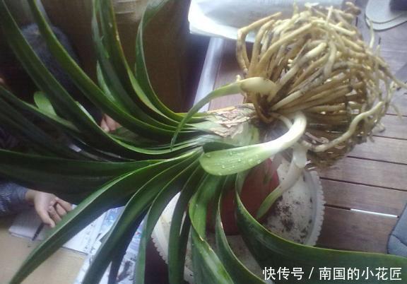 花盆|君子兰有什么花语和寓意,她又该怎么换盆呢?