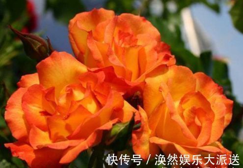 小苍兰|“玫瑰珍品”宠爱小姐,花开浓艳,极为少见,喜欢玫瑰就试试