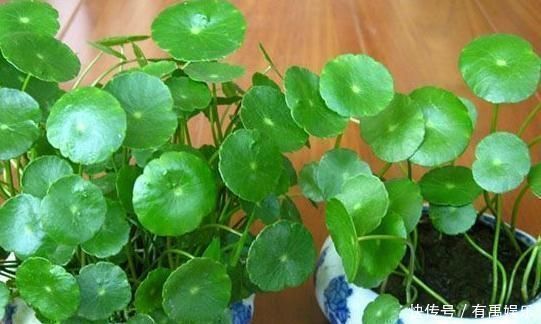 增肥|铜钱草越养越“瘦小”吃点“增肥水”，半月不到，蹭蹭胖2圈