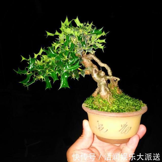 大动作|家养一盆枸骨盆景，叶片青翠风景好，从年头赏到年尾！