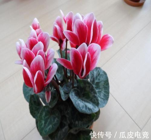 农历9月23日霜降后，养什么花？以下3种花，年年如意岁岁平安