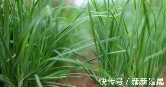 韭菜越长越细只是营养不足?看看下文,你就可以找到解决办法