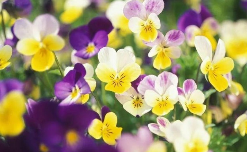 养护|春天就养5种花,好养又漂亮,花团锦簇,人见人爱!