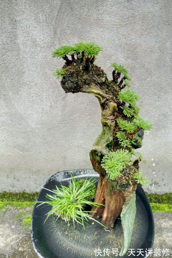 适应能力|此种打不死的野草南北通杀,做成盆景不仅造型怪异,还能美容