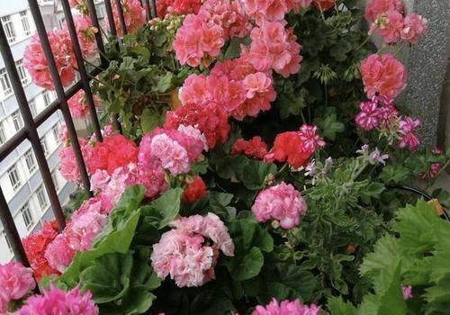 家里养花不用“多”,3盆轮流开一年,家里小清新,四季花不断