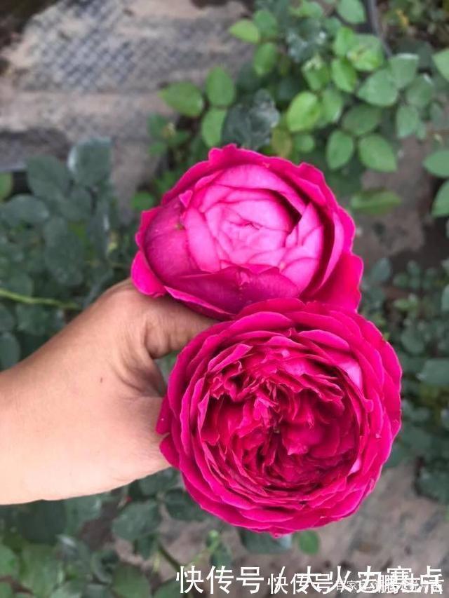 25款勤花又好养的月季品种推荐。新手一定要来一颗，盆栽地栽都行