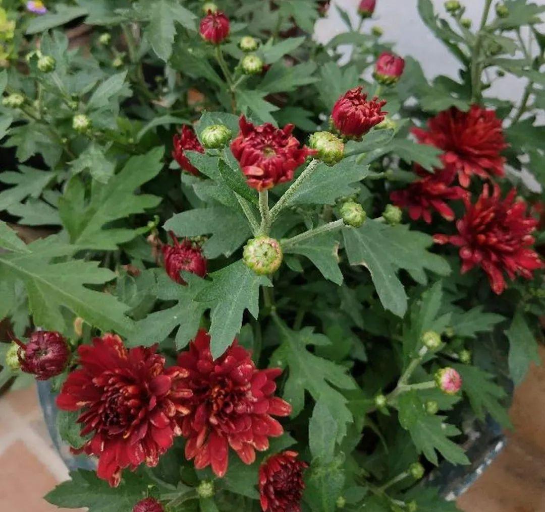 准备好,这花下个月要开,赶紧施肥、催花