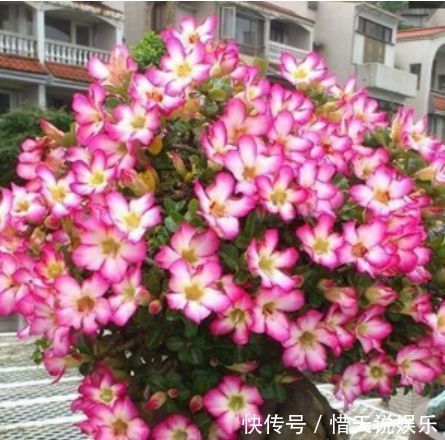 4种花,堪称“花草之王”,特别耐旱,1个月不浇水,开出漂亮花朵