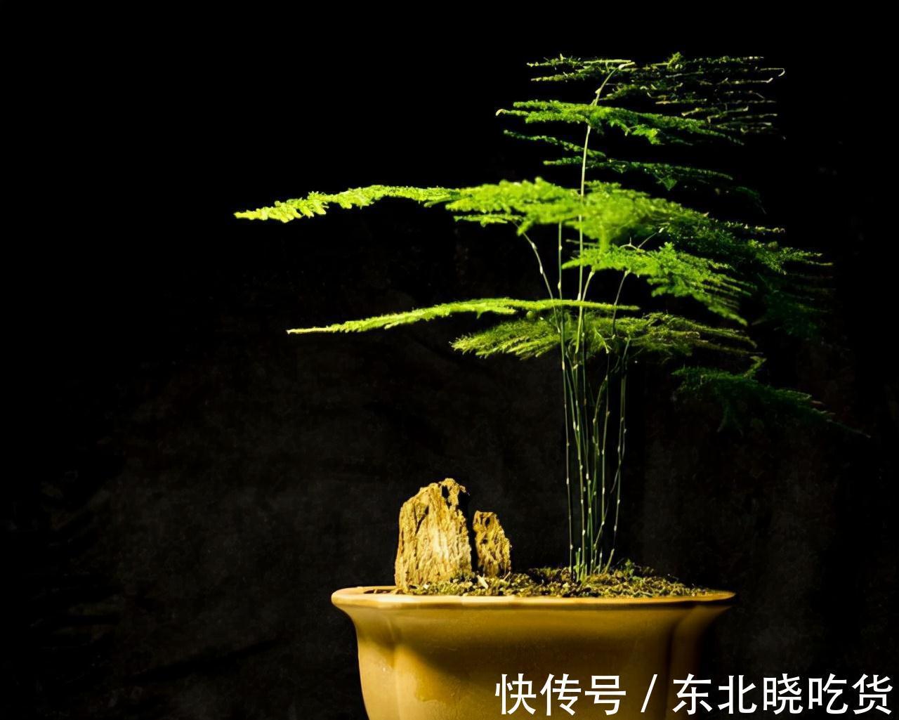 文人都爱3种花卉，显得家居更有档次，不做作，显品位