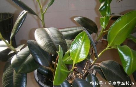 养花盆里加点“它”，橡皮树的小芽、新叶“层出不穷”，长势喜人！