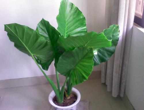 家里4种盆景赶紧扔掉,容易生病,再好看也不能养