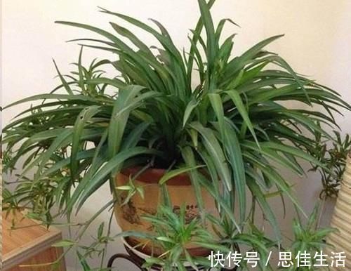 这10种花超级怕冷，再不搬进屋，小心只剩下盆了