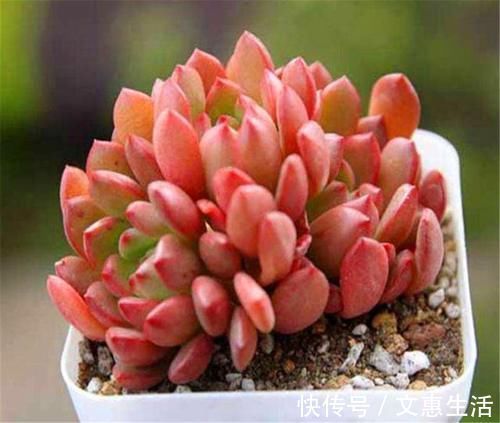 多肉红宝石变红很简单,秘诀只有3个字,1分钟学会,火红又明亮