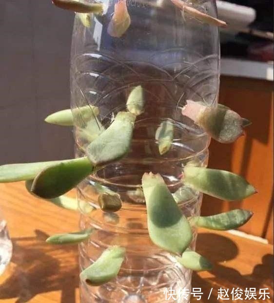 会用“塑料瓶”,养花真方便,这3种养花法,学了就能用上!