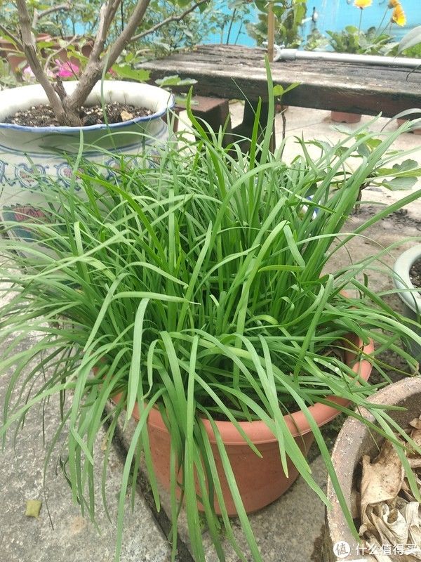 阳台养花系列-介绍几种适合阳台生存（够皮实）香料植物