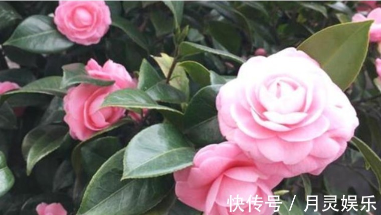 让“茶花”开花不断，1土壤2光照3施肥，关键点学会，1连开几个月
