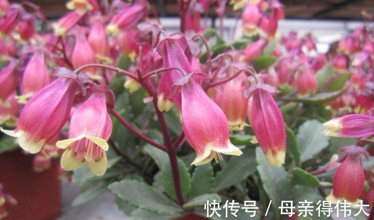 花友|喜欢红色长寿花，就养这3种，红火喜庆寓意好，很适合做年宵花