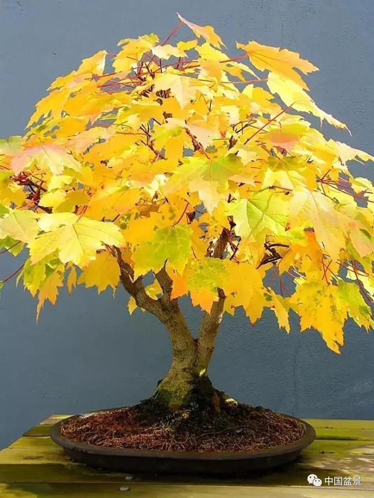养殖|盆景养殖不在多而贵在精,你能养成这样吗?