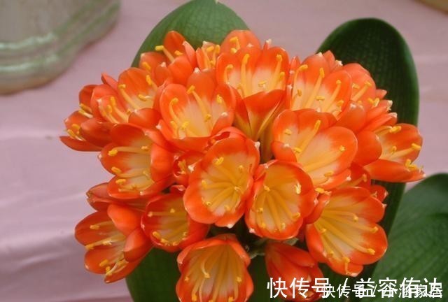 钾肥|君子兰为什么会夹箭,君子兰夹箭了怎么办,别慌,我来告诉你!