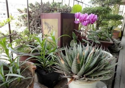 自从学会用蛋壳养花后,家里再没掏过一分钱买肥料