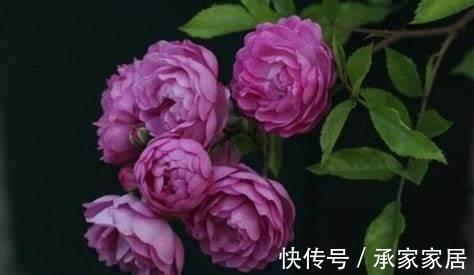 繁花似锦|农历7月5号起，最适合养这些花，四季繁花似锦，花量大又好养