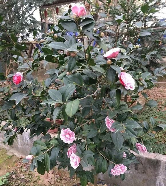 浇水|这3种花上档次,阳台养一盆,开花比香水还好闻