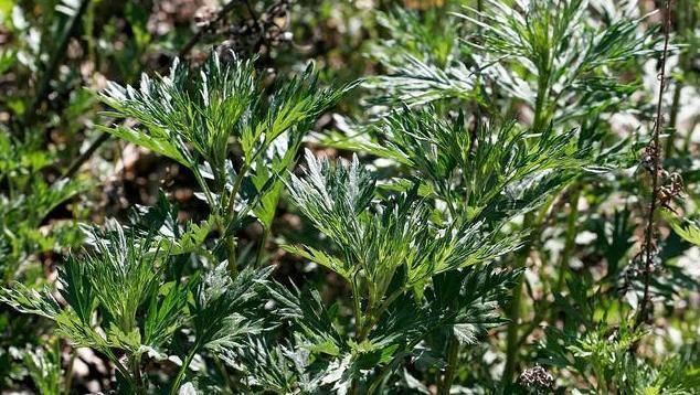 子宫|子宫肌瘤的“劲敌”上线，女人换着吃，暖宫排毒，子宫干干净净