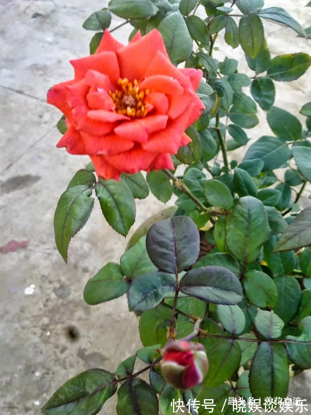 给家里多增添些热带风情,这12种红红火火的热带红花不可少