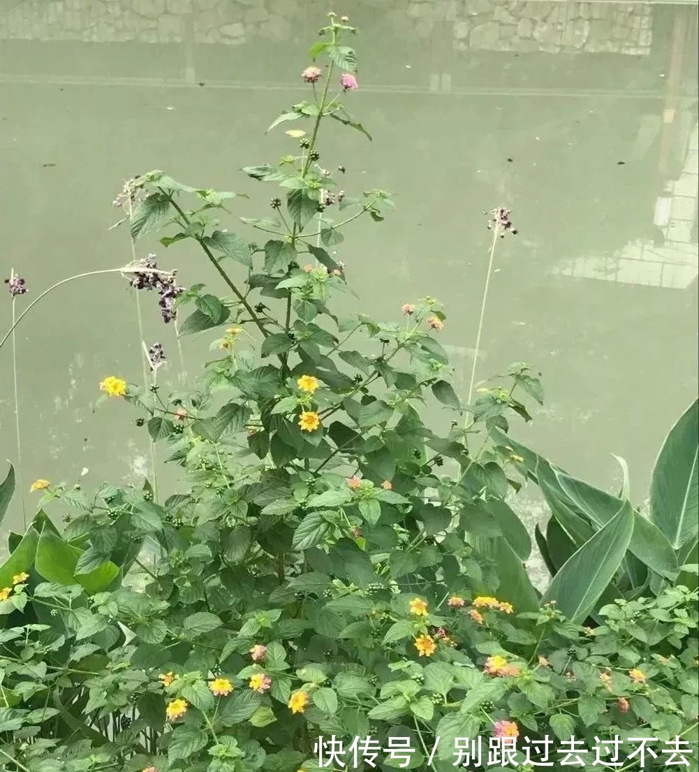 外用|一种野外常见的草药,内服外用皆是良药,7种妙用能治身体7大病症