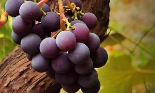 心脑血管|想长寿全靠吃，3种食物不错过，排毒养颜，增强体质！