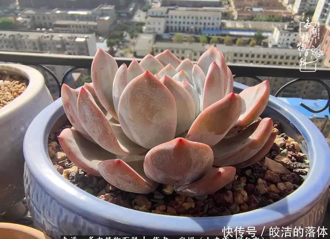 从无到有,四年坎坷多肉路,沉迷肉海难以自拔!