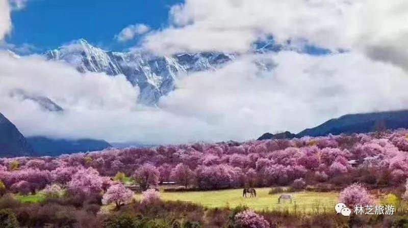 飘雪4月~西藏桃花