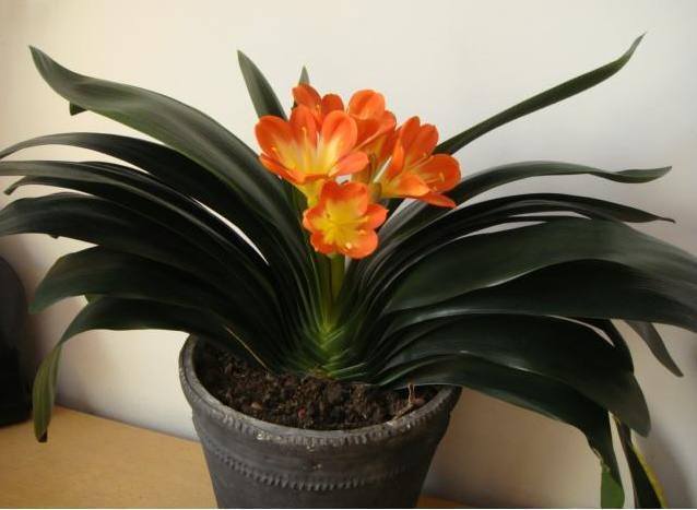 花友学会这样给君子兰施肥,一年后想不爆盆都很难